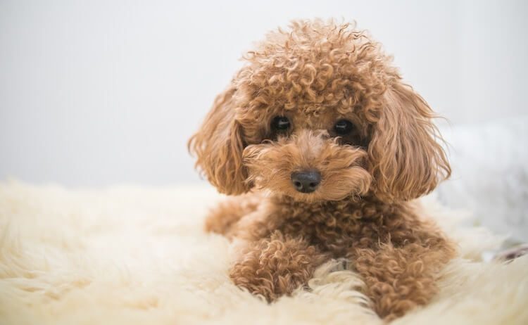 Toy Poodle Names