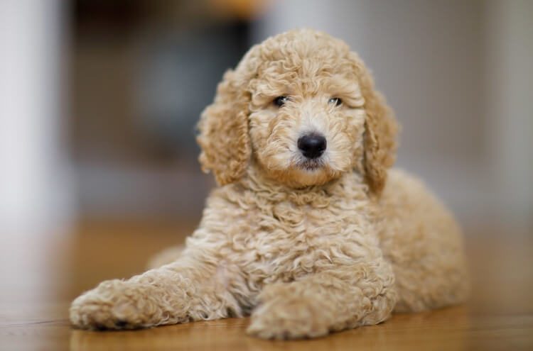 cockapoo cross miniature poodle