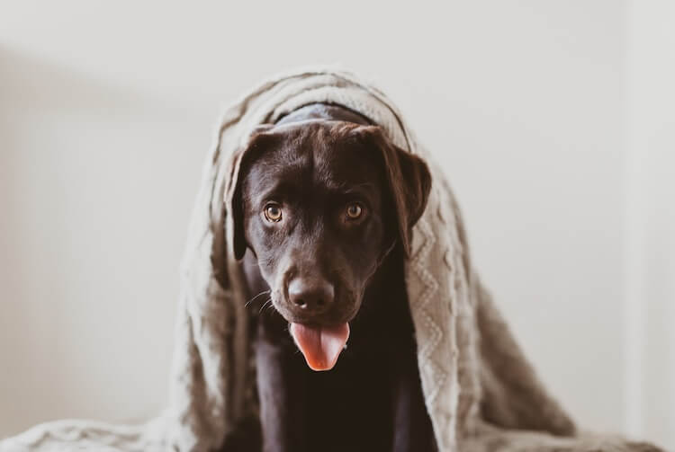 Unique Chocolate Lab Names