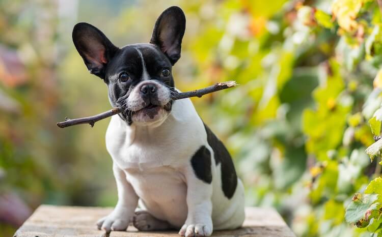 Unique French Bulldog Names