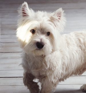 West Highland Terrier