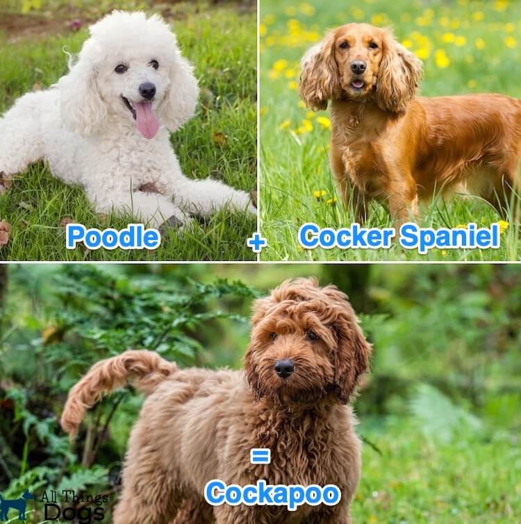 cocker spaniel and poodle cross