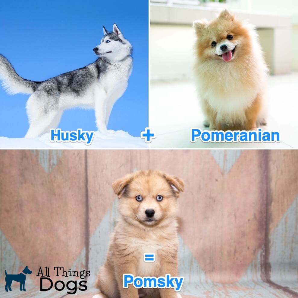 what breeds make a pomsky