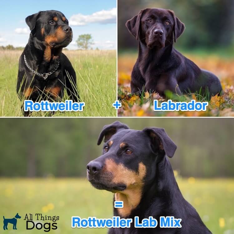 What Is A Rottweiler Lab Mix?