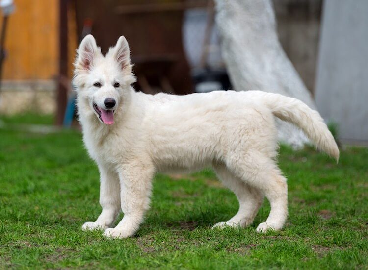 white German Shepherd Puppies