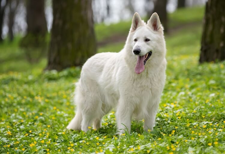 large white shepherd dog