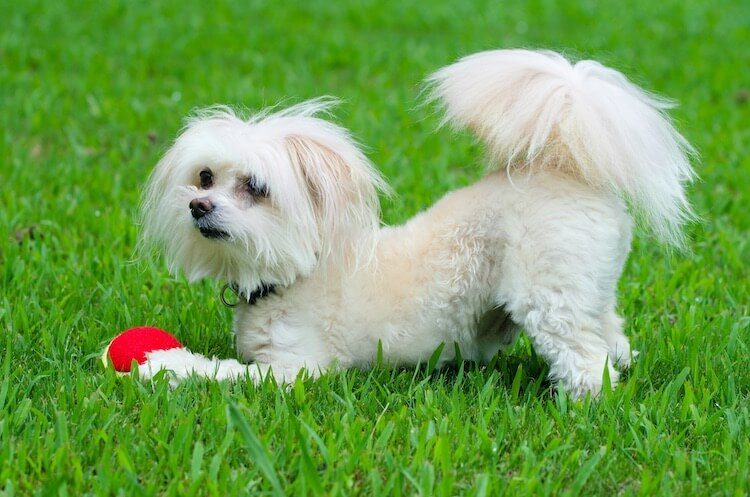 Maltipoo: 7 Beautiful Reasons Why We LOVE The Maltese Poodle Mix – All ...