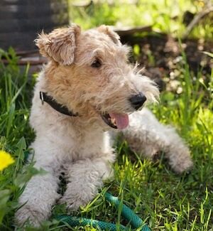 Wire Haired Fox Terrier