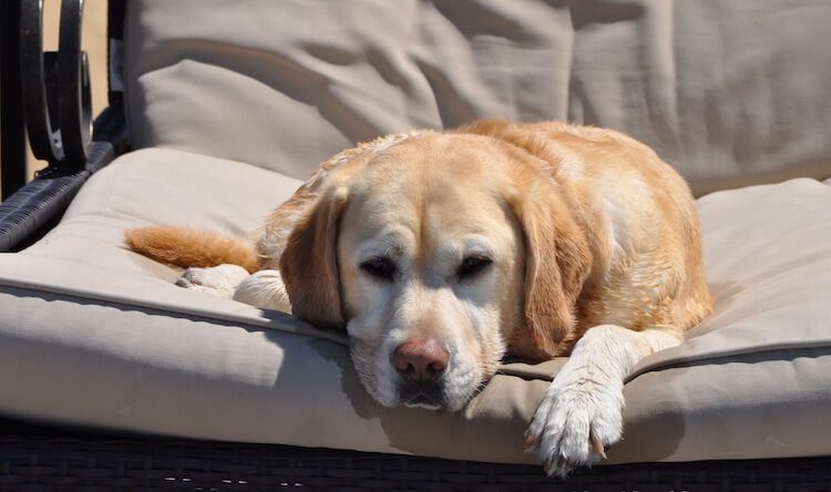 Yellow Lab Retriever