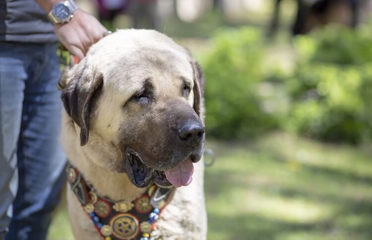 Anatolian Shepherd Face