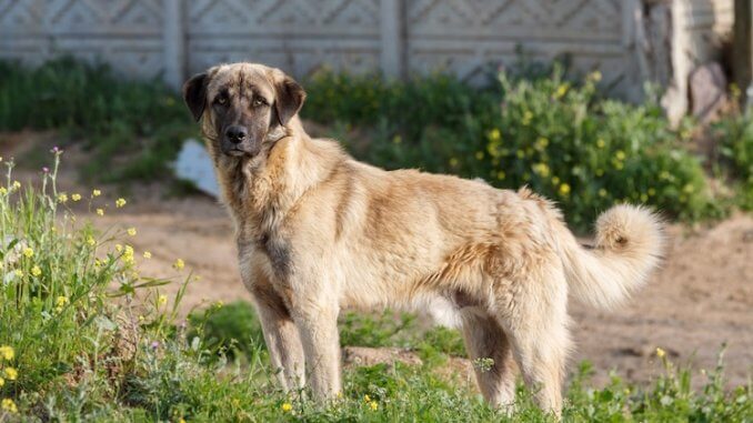 Anatolian Shepherd Feature