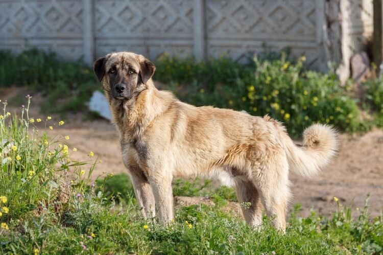 Anatolian Shepherd Dog Breed Guide: Everything You Need To Know | All ...