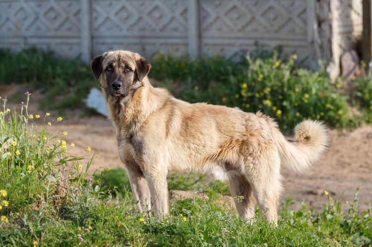 Anatolian Shepherd Puppy Weight Chart