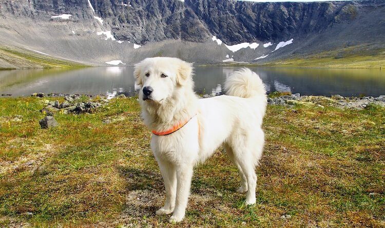 Anatolian Shepherd Mix