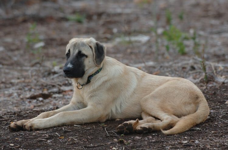 Anatolian Shepherd Portrait