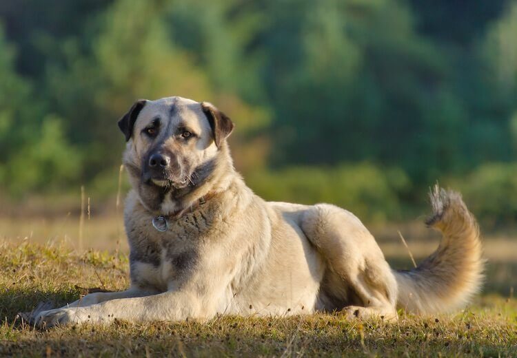 Anatolian Shepherd Puppy