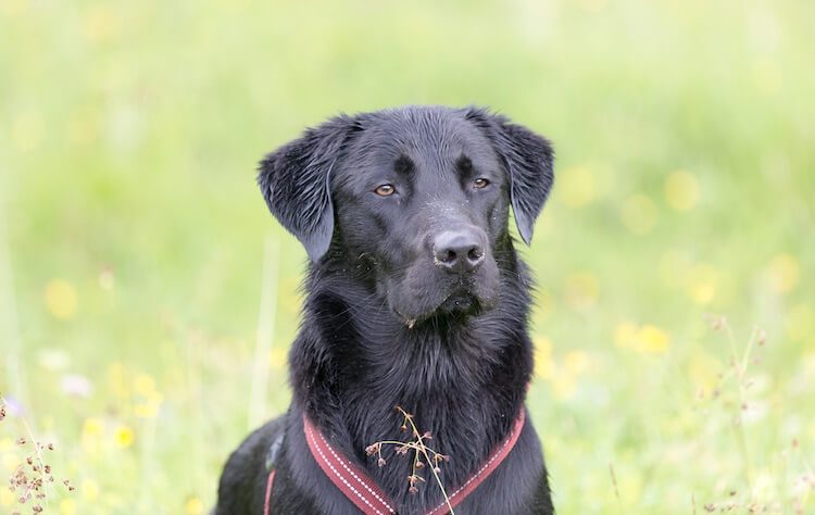 Black Golden Retriever Lab Mix