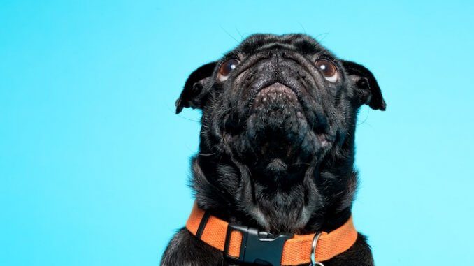 Black Pug: Everything You Should Know Before Buying | All Things Dogs