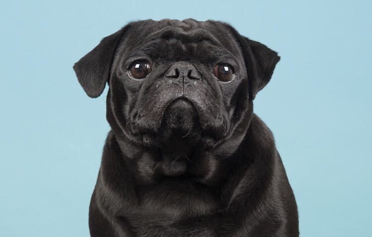 Black Pug Portrait