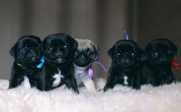 Black Pug Puppies