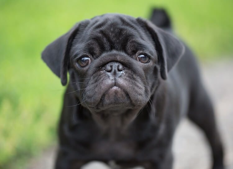 Black Pug: Όλα όσα πρέπει να γνωρίζετε πριν αγοράσετε | All Things Dogs - All Things Dogs