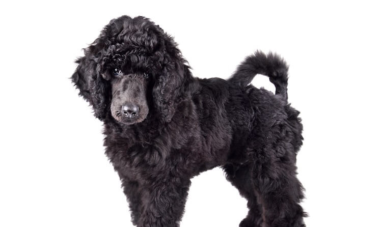 Black Toy Poodle