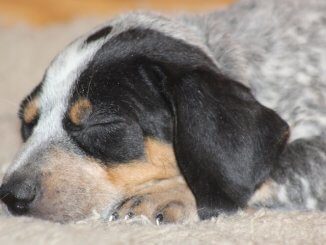 Blue Tick Beagle Dog