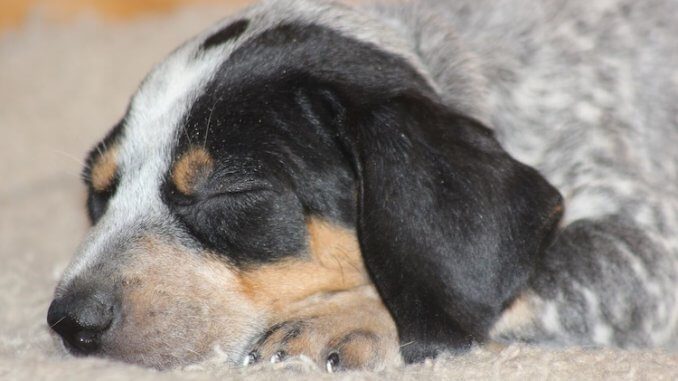 Blue Tick Beagle Dog