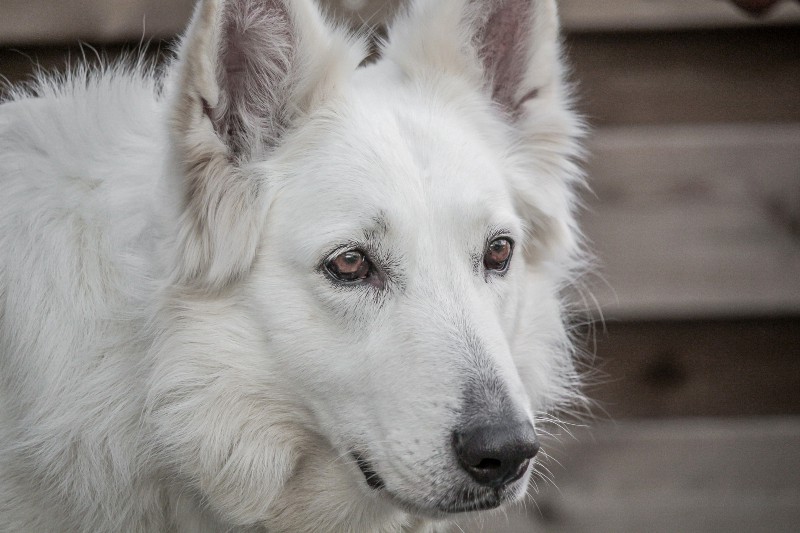 Close up photo of a white German shepherd