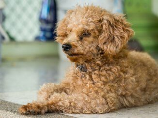 Corgi Poodle Mix Feature