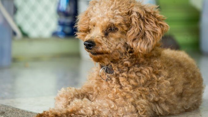 Corgi-Poodle-Mix-Feature-678x381.jpg