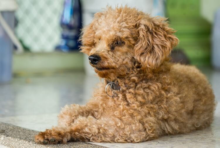 Standard Poodle Growth Chart