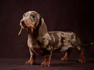 Dapple Dachshund Portrait