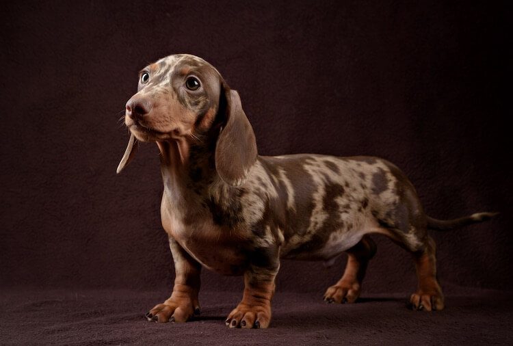 chocolate piebald dachshund