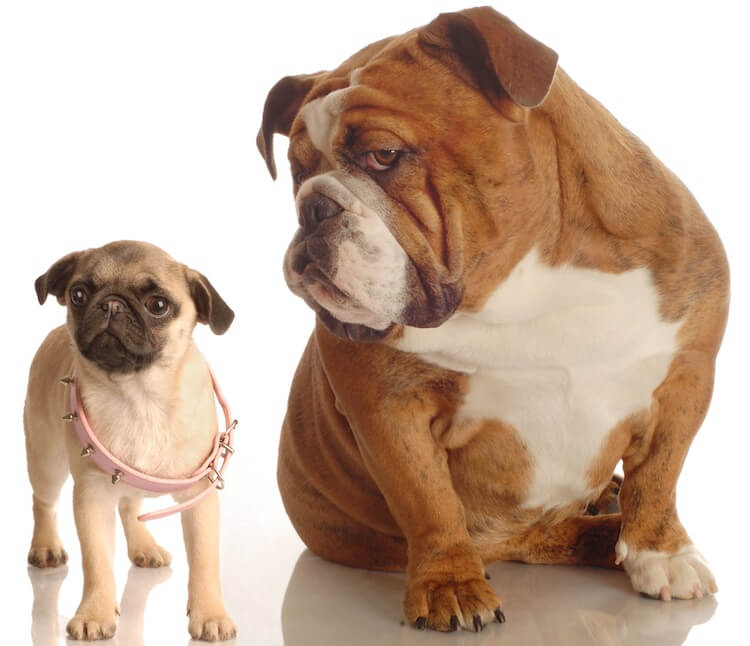 English Bulldog and Pug