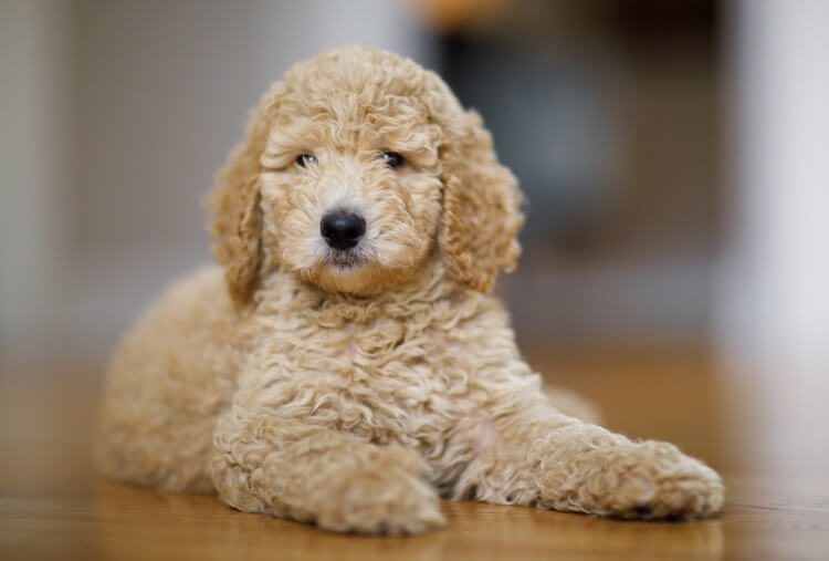 cream miniature poodle