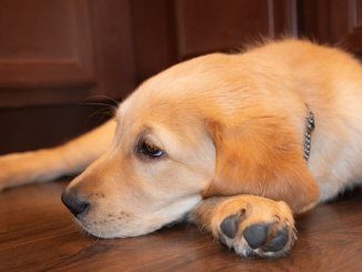 Golden Retriever Lab Mix