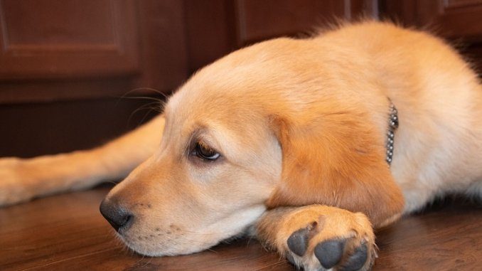 Golden Retriever Lab Mix