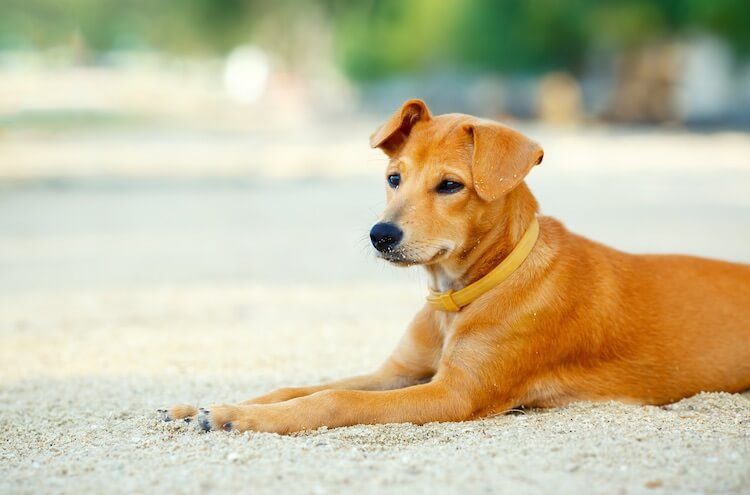 Golden Retriever Lab Mix Puppy