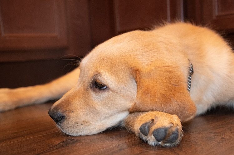 mixed lab dogs