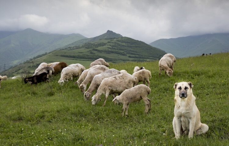 Guardian Dog