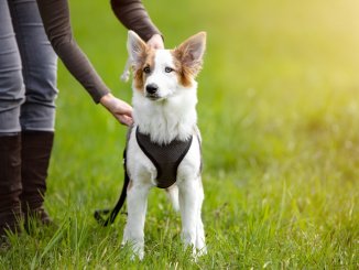 How-To-Put-On-A-Dog-Harness-Feature
