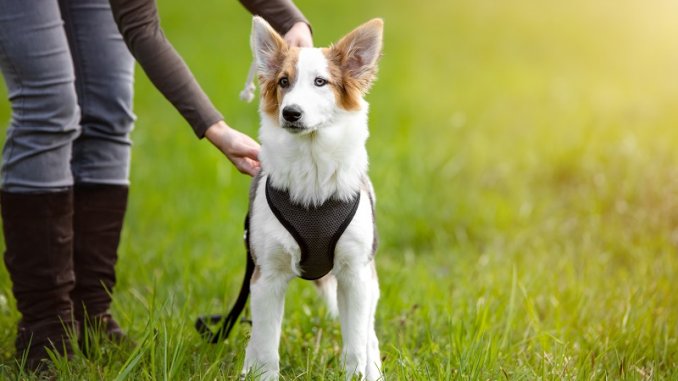 How-To-Put-On-A-Dog-Harness-Feature
