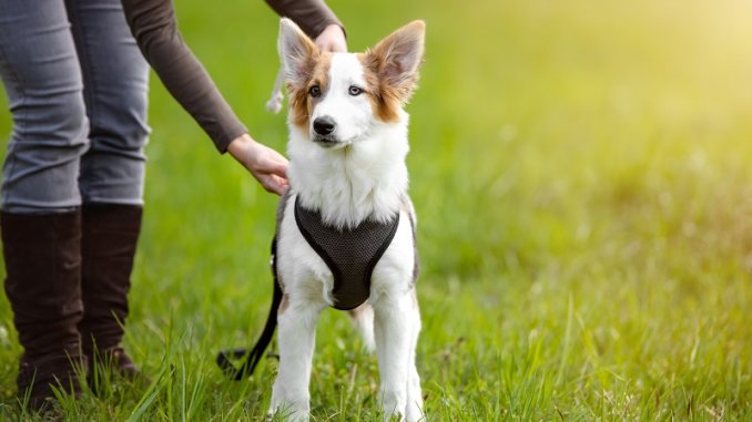 should a dog always wear a harness