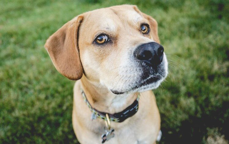 Labrador Mix