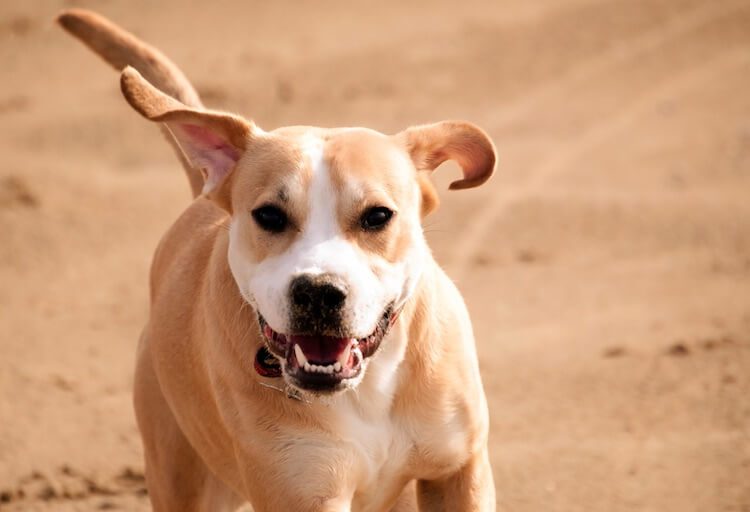 Labrador Pitbull Mix