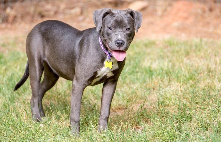 Labrador Puppy