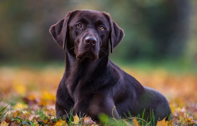 Labrador