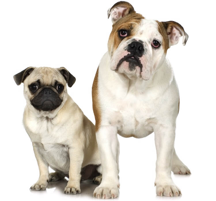 Mini Bulldog Parents