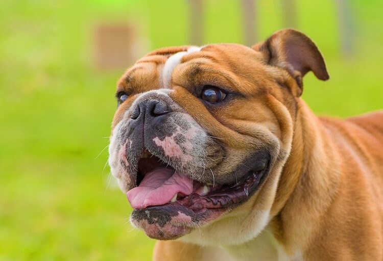 english bulldog maltese mix